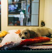 Discarded Cannabis Blamed for a Spike in Dogs Poisoned